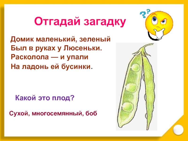 100 загадок про овощи для детей и взрослых с ответами