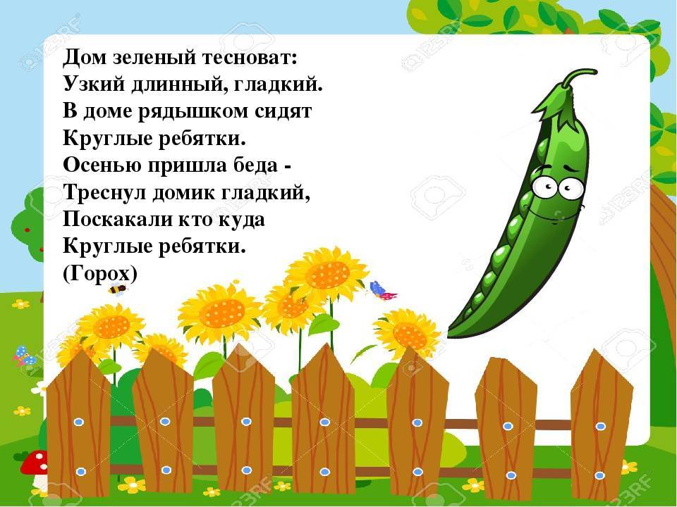 Загадки про горох для детей с ответами